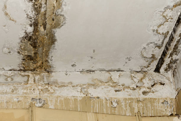 Best Mold Damage Restoration  in Cochranton, PA